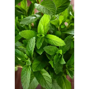 Stevia Plants